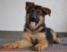 Antar of Grandiose German Shepherds