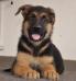 Aldo of Grandiose German Shepherds