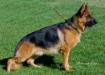 Shico von der Roten Matter