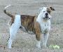 Ren-Scot's Dog Bluff Cindy