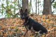 Xena von Hügelblick