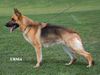 Krille's Puma