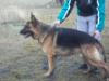 Sony De Los Baguales