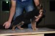 Diego Kuwait k9-team