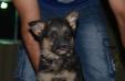 Drugba Kuwait k9-team