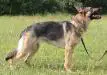 Layla vom Empire Zwinger