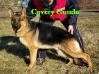 Covery Gundo
