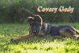 Covery Gedy