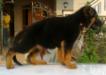 jeeni of playmate
