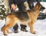 Anda Pomerania