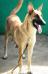 MANALO K9's Shaika