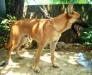 MANALO K9's Akiro