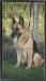 Dolce Vita Canine Extreme