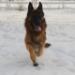 Beethoven von Majic Forest