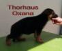 thorhaus oxana
