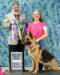 UKC CH Tidmores Rising Star Cinderella