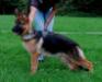 Roxy vom Gut Lethe