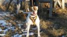 Blacklabel Bulldogs Bella Luna of Dailey's