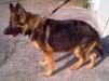 MANALO K9's LARAQ