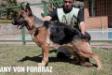 Any Von Forbraz