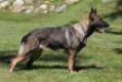 Brimwylf Calamity Jane