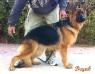 Holly kuwait k9-team