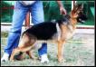 Happy kuwait k9-team