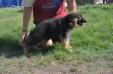 Hershey kuwait k9-team