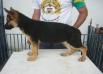 Indio do Mundurucânia