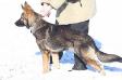 Behr Always There To Lend A Paw von Granville