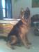 jasmine vom dogspoint