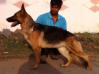 playmate's jarra of dheer