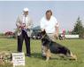 Shephaven Switch hitter