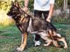 Baros vom Wolfseck