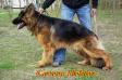 Covery Hektor