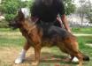 Hachiko Allcco De Zamora