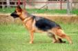 Anita of Grandiose German Shepherds