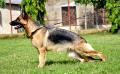 Arit of Grandiose German Shepherds