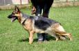Alka of Grandiose German Shepherds