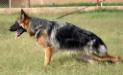 Bruno of Grandiose German Shepherds