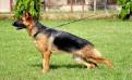 Bonnita of Grandiose German Shepherds