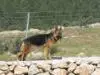 Julie vom Jordan German Shepherds