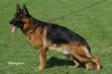 V32 BSZS '12 Nanuk von Vierhundert Hertz
