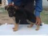 nishan's sasha