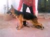 nishan's stella