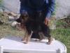 nishan;s sado
