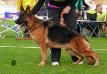 7 X VA,  International Dog Show: BOB, CAC, CACIB Bar-Waxan Ely'Cee