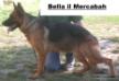 Bella il Mercabah