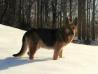 King Zeus The Gladiator Von Hiestand