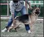 Chealsea Kuwait k9-team